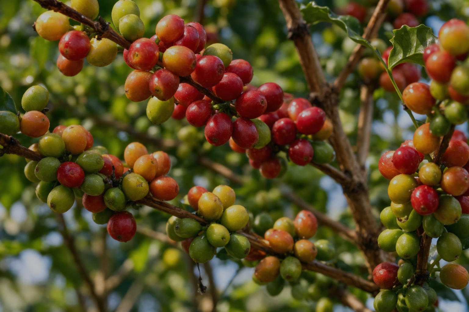 Cerises de café sur la branche